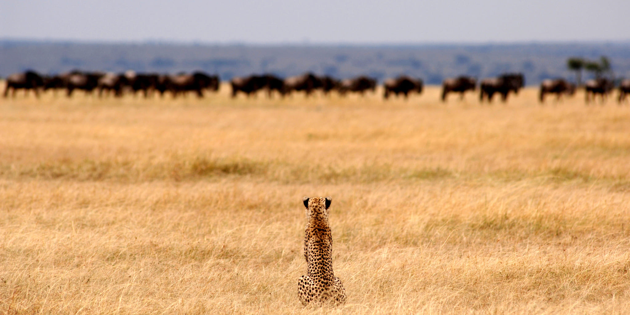 Serengeti Migration Safari
