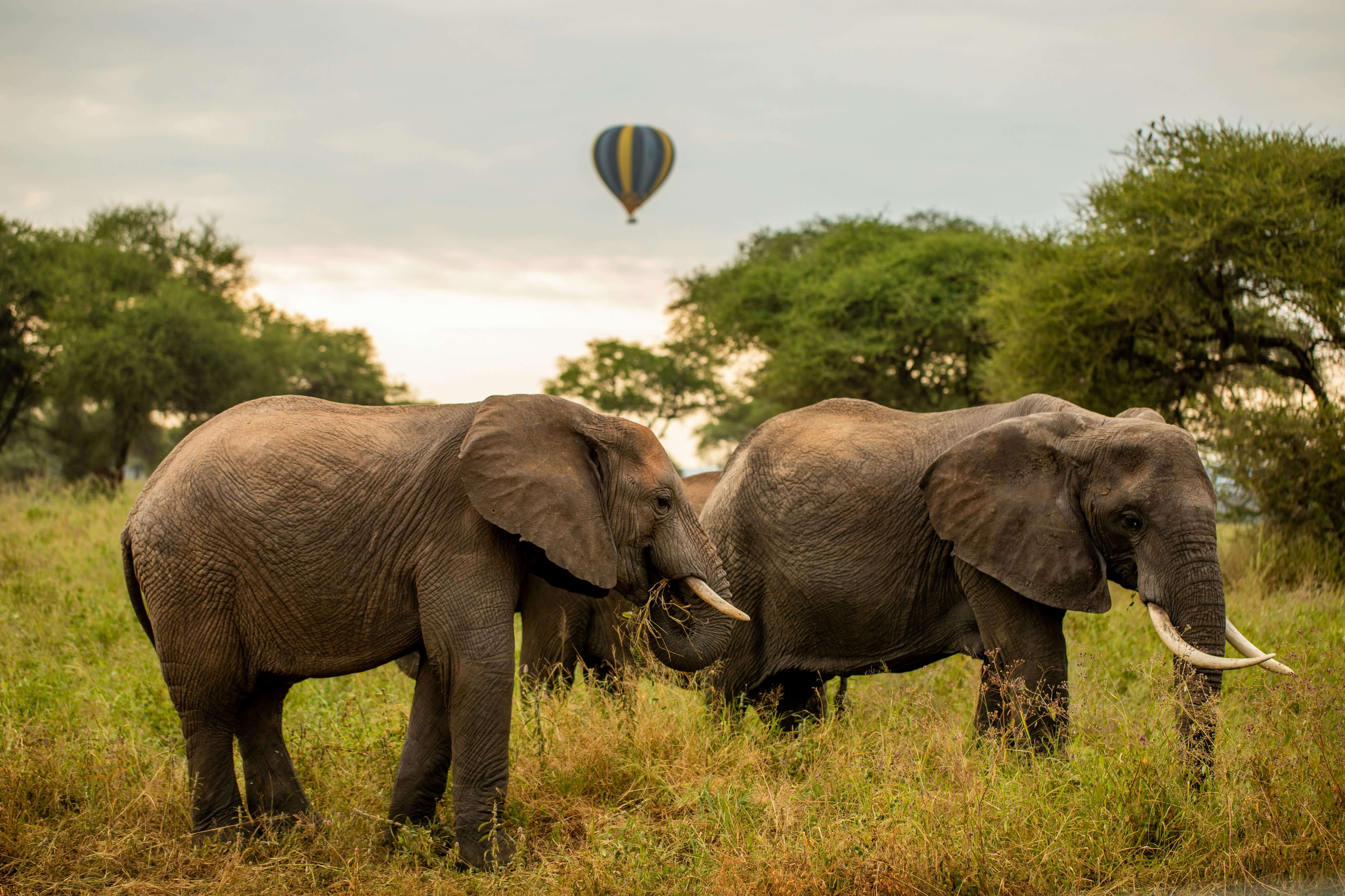 10-Day Grand Migration Safari