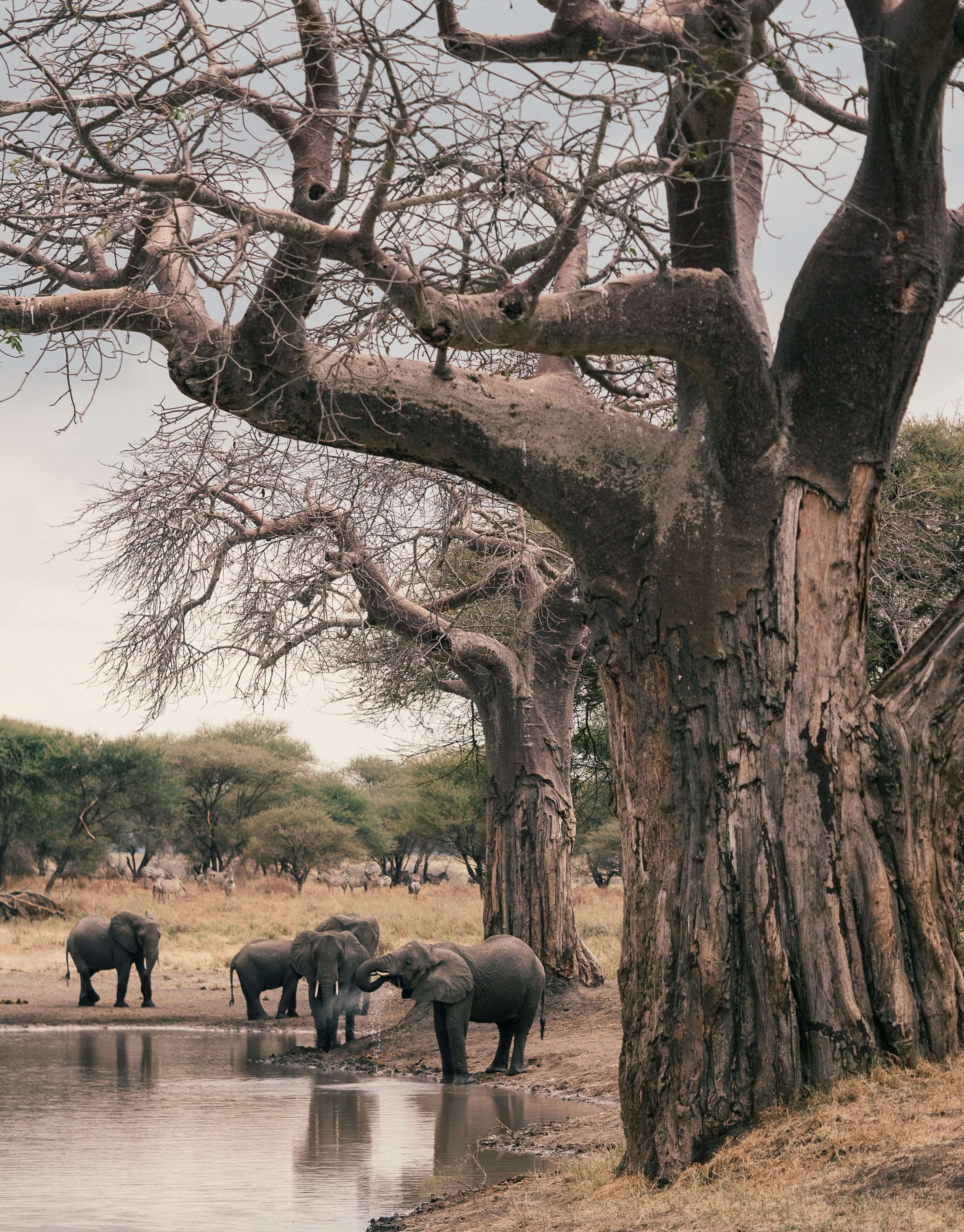 3-Day Express Wild Safari