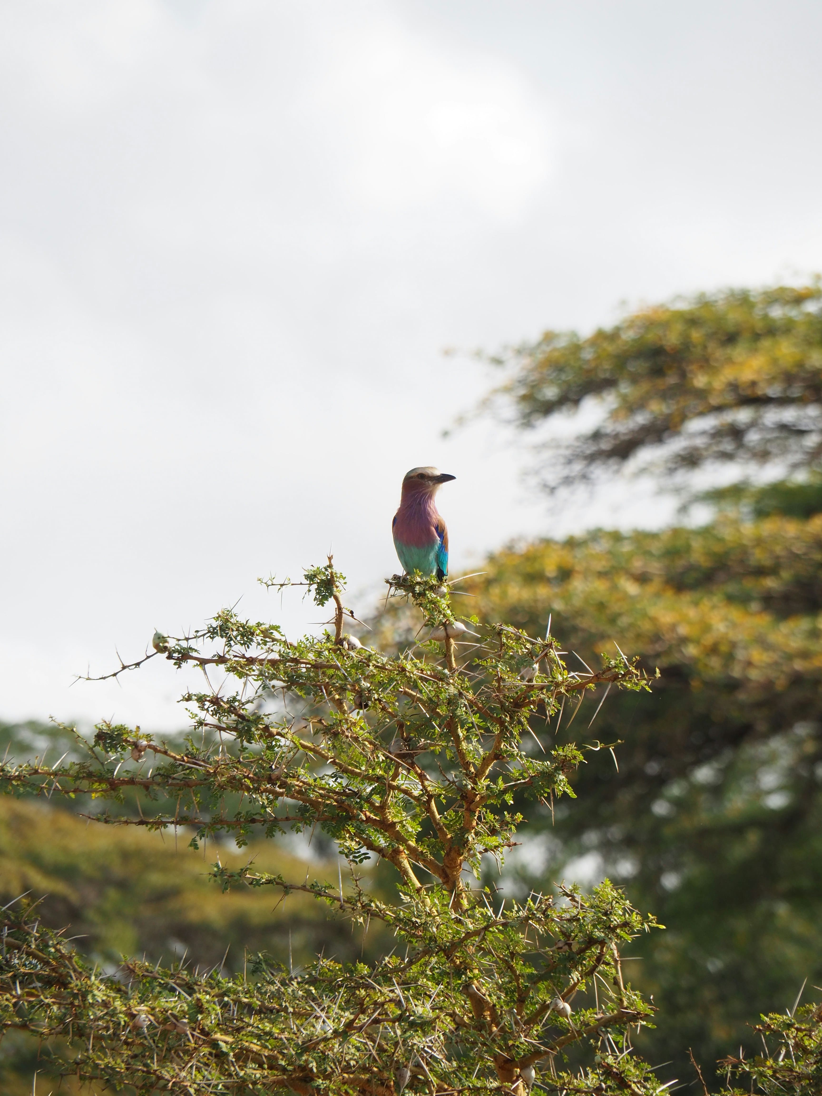 3-Day Express Wild Safari