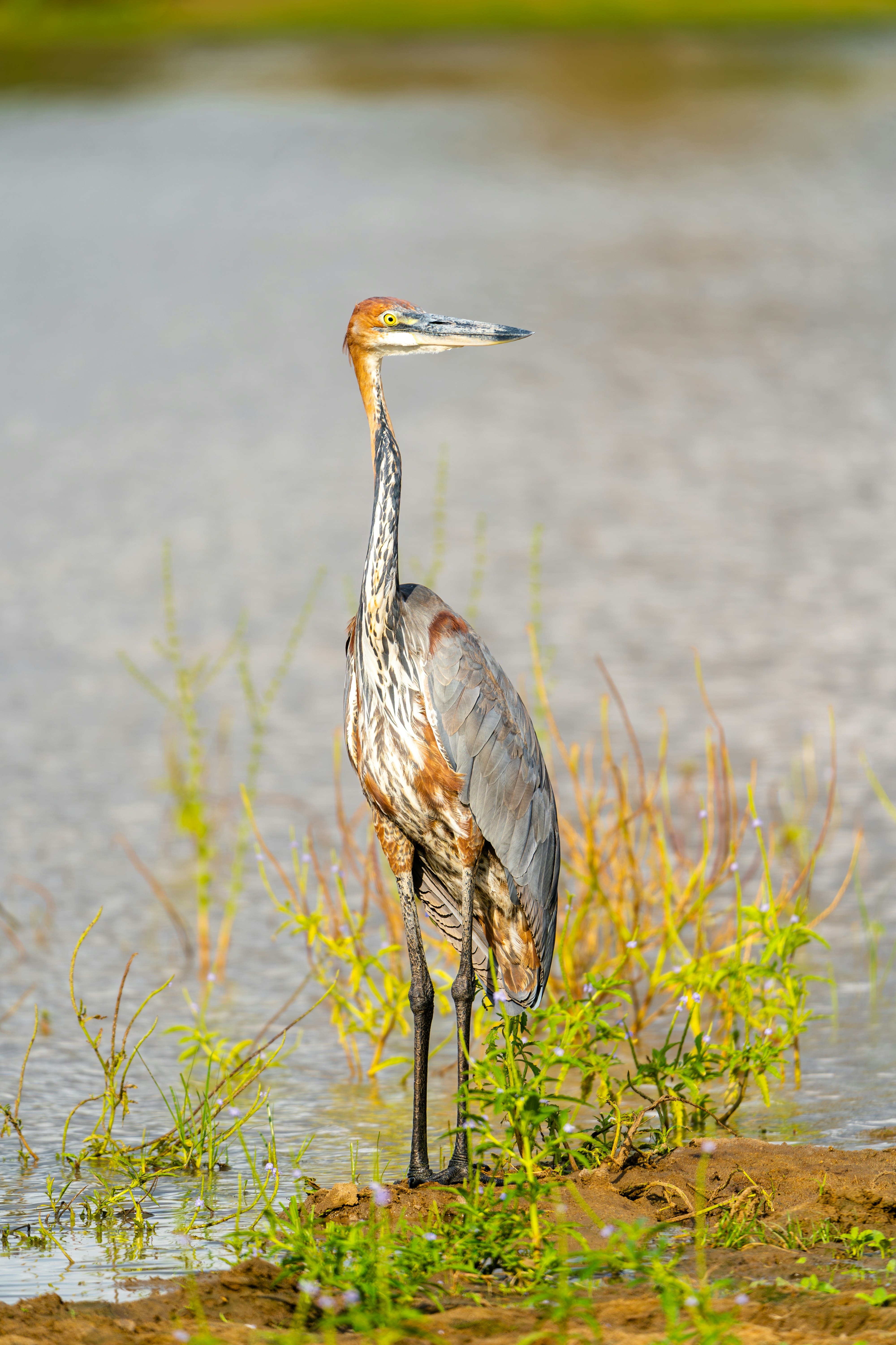 3-Day Express Wild Safari